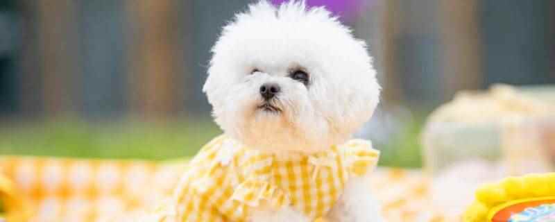 比熊母犬可以长期吃泪痕口服液吗