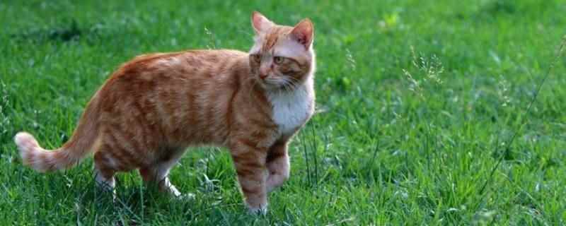 猫咪在草地玩了身上会不会有虫子（猫咪在草地玩了,身上可能会有虫子）