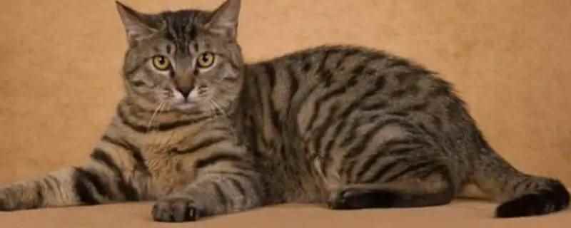 蓝猫妈妈和狸花猫爸爸生出什么猫(蓝猫妈妈和狸花猫爸爸生出圆脸的幼猫、混血的蓝猫、毛色混杂的幼)