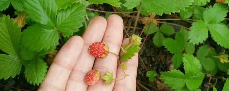 高粱果可以种植吗(高粱果是大兴安岭林区特有的野果,林区人将野生草莓叫高梁果)