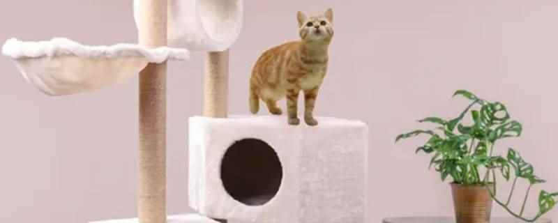 猫爬架上的细菌病毒能被风吹走吗(猫爬架上的细菌病毒通常不能被风吹走)