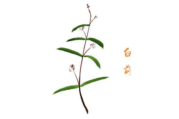白前1.jpg 白前的功效与作用
