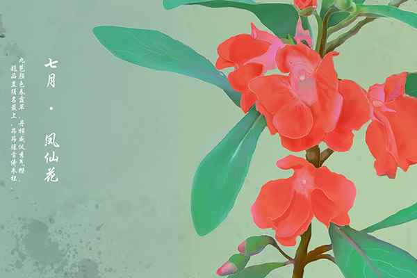 指甲花1.jpg 指甲花的功效与作用