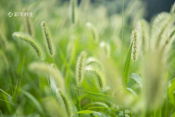 狗尾巴草2.jpg 狗尾巴草的功效与作用