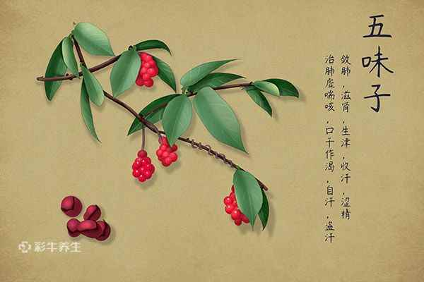 五味子的副作用与禁忌