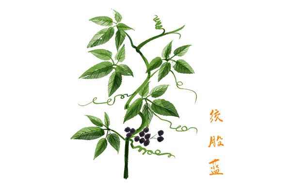 绞股蓝1.jpg 绞股蓝泡水喝的功效