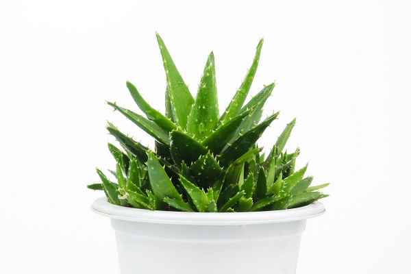 芦荟的药用价值