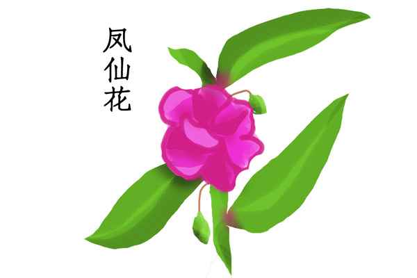 指甲花3.jpg 指甲花的功效与作用
