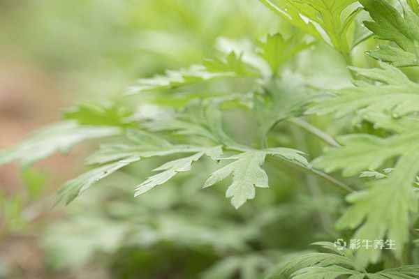 艾草2.jpg 艾草泡脚的功效与禁忌