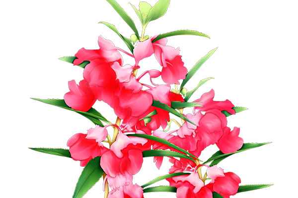 指甲花2.jpg 指甲花的功效与作用