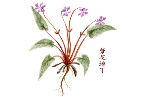 紫花地丁的功效与作用