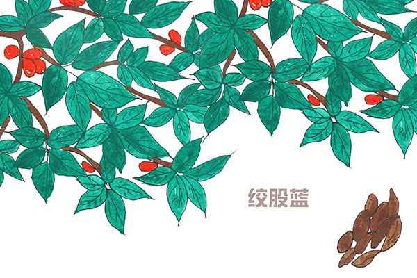 绞股蓝3.jpg 绞股蓝泡水喝的功效