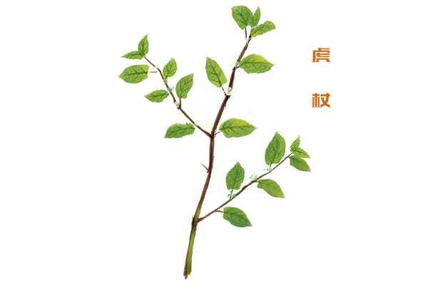 虎杖1.jpg 虎杖的功效与作用有哪些