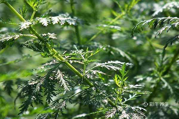 青蒿草泡水3.jpg 青蒿草泡水喝的功效