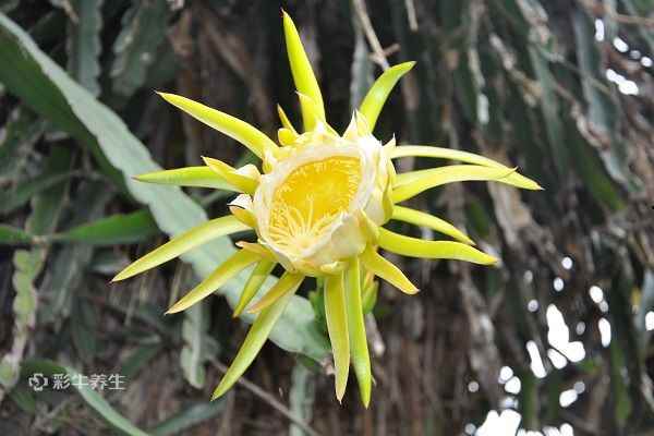 霸王花3.jpg 霸王花跟什么煲汤最好