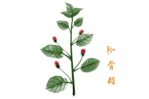 补骨脂1.jpg 补骨脂的功效