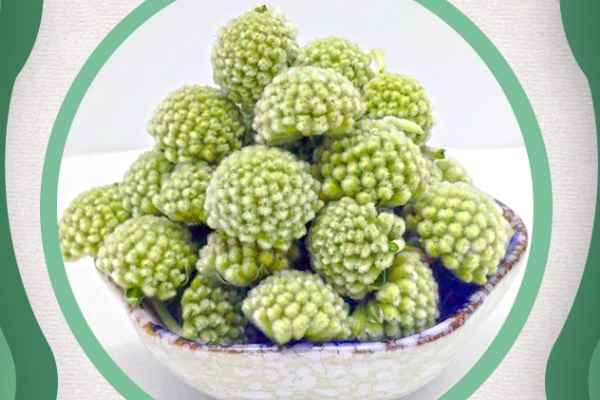 绿萝花3.jpg 绿萝花的功效与作用有哪些