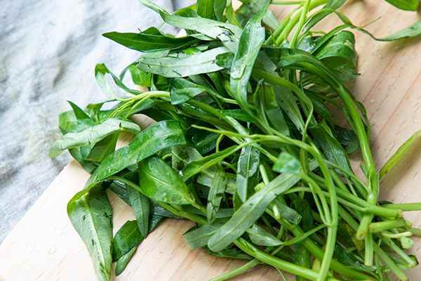 空心菜2.jpg 哪些食物可以降低尿酸