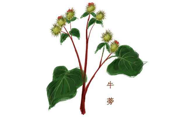 牛蒡茶1.jpg 喝什么茶可以降低血糖