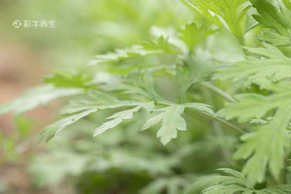艾草2.jpg 艾叶泡脚能治风湿吗