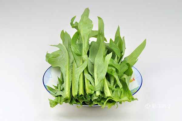 苦麻菜1.jpg 苦麻菜的功效与作用