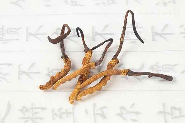 冬虫夏草1.jpg 虫草泡酒有什么功效
