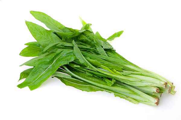 油麦菜2.jpg 油麦菜的功效和禁忌
