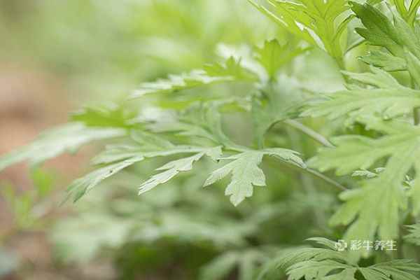 艾草泡脚3.jpg 泡脚能减肥吗