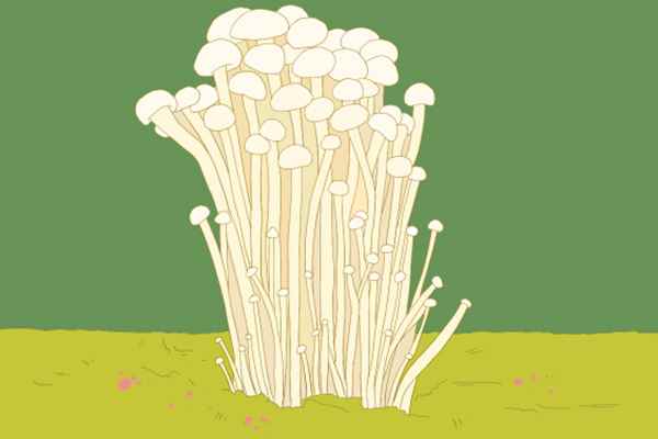 金针菇1 (2).jpg 金针菇的营养价值及功效与作用