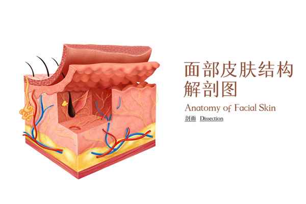 瘦脸600.jpg 嚼槟榔脸变大怎么恢复(怎样恢复嚼槟榔造成的脸部变大)