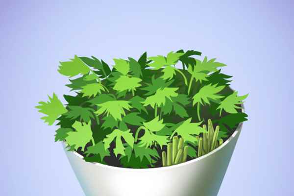 香菜有哪些营养价值