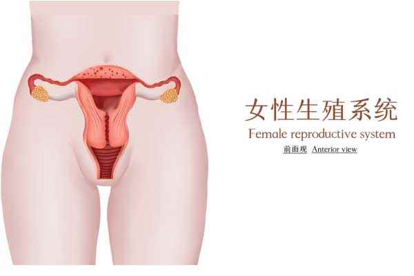 女性生殖性系统医学插画(企业商用).jpg 取环后吃什么好