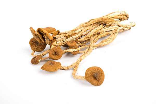 干茶树菇2.jpg 干茶树菇要泡多久
