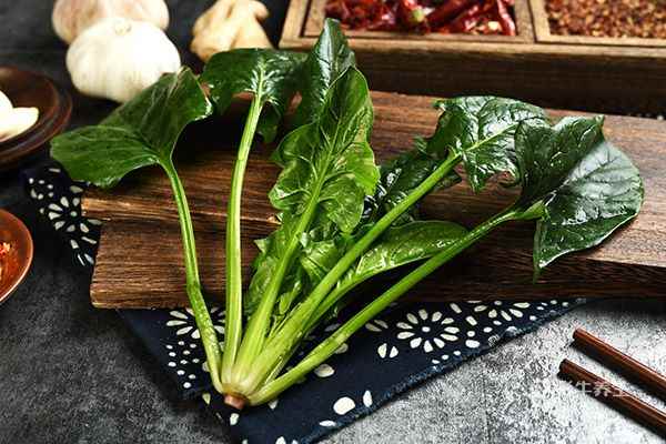 菠菜的营养价值2.jpg 月经吃什么可以缓解疼痛