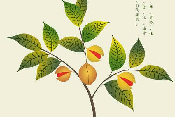 豆蔻的功效与作用是什么(豆蔻的功效与作用)
