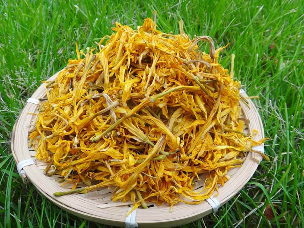 野生黄花菜可以吃吗