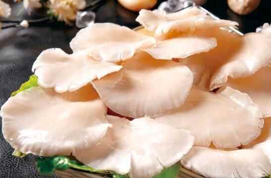 平菇就是蘑菇吗(平菇是蘑菇吗)