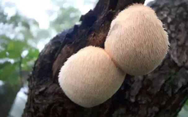猴头菇的价格是多少