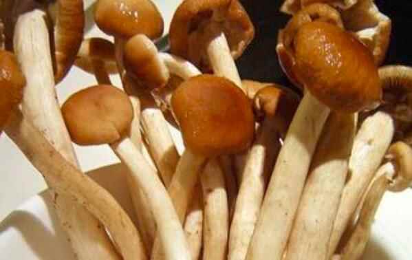 茶树菇如何识别好坏