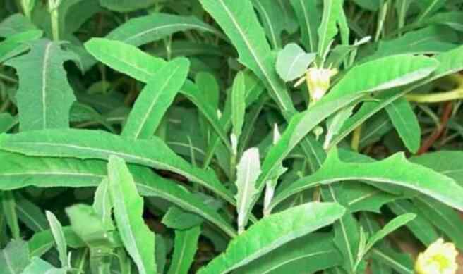 孕妇可以吃苦菜吗