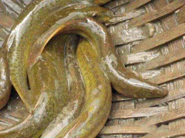 泥鳅怎么做补肾