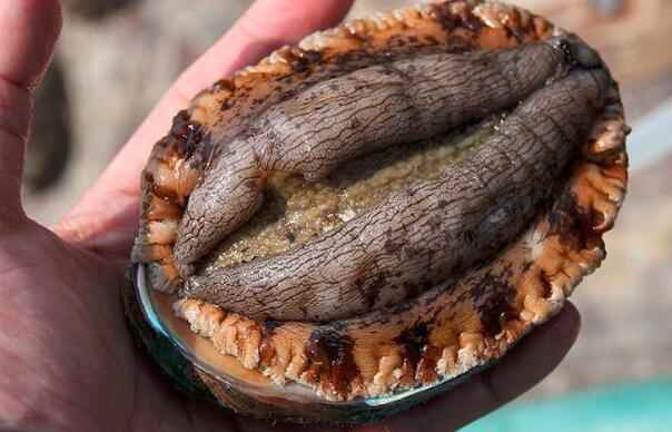 鲍鱼是寒性食物吗