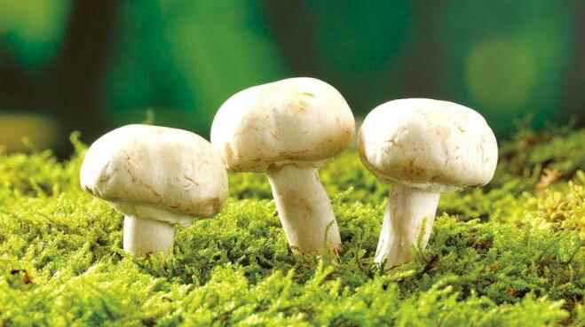 蘑菇的营养价值(蘑菇为什么在树林中会有这么高的地位)