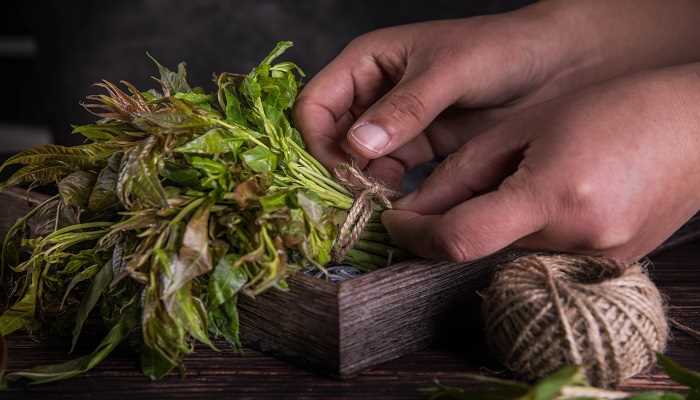 梦到和别人一起挖野菜的梦境解析