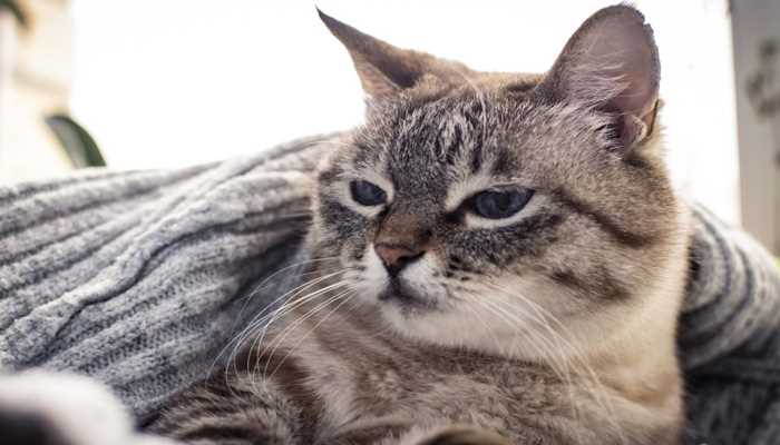 周公解梦梦见被猫咬(梦见被猫咬除了象征着梦者的感情)
