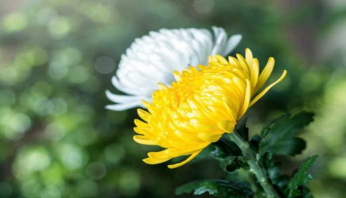 梦见黄菊花