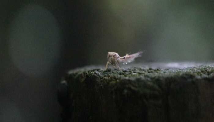 梦见水蛭是什么意思
