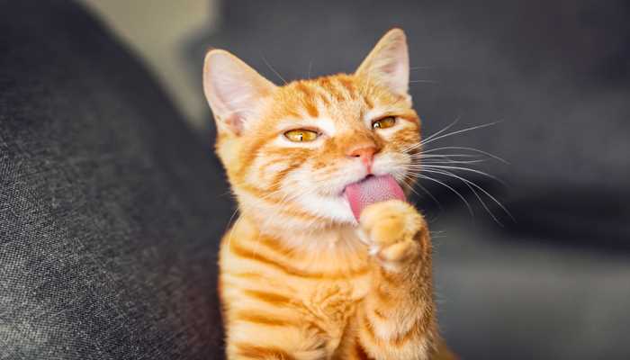 梦见好多猫
