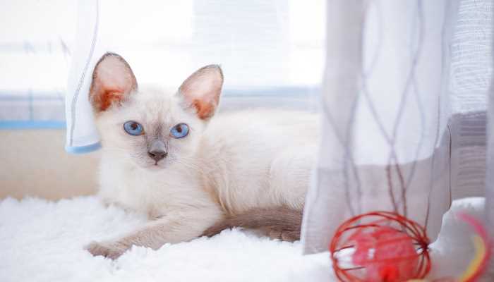 梦见猫跑了
