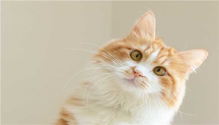 梦见被猫咬住不松口